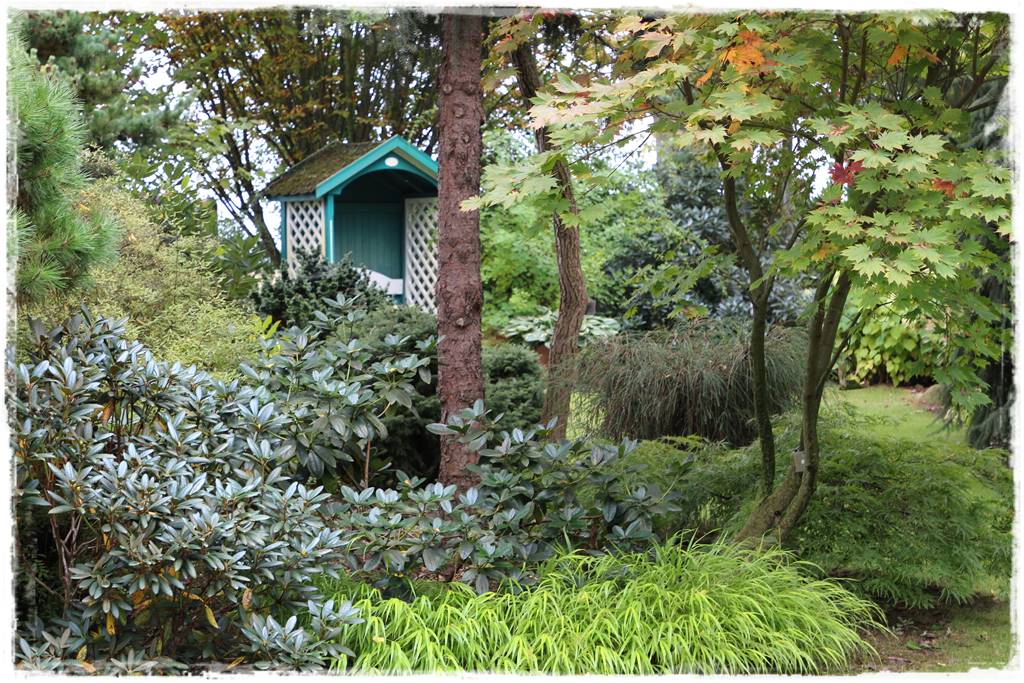 Zimozielone liście 1j