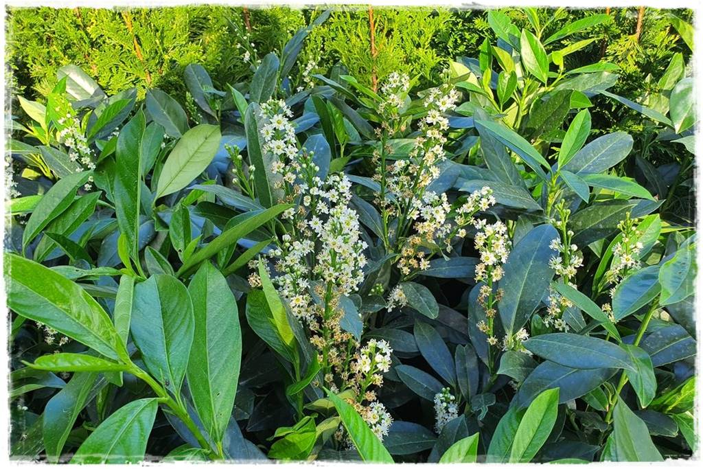 Zimozielone liście 2d