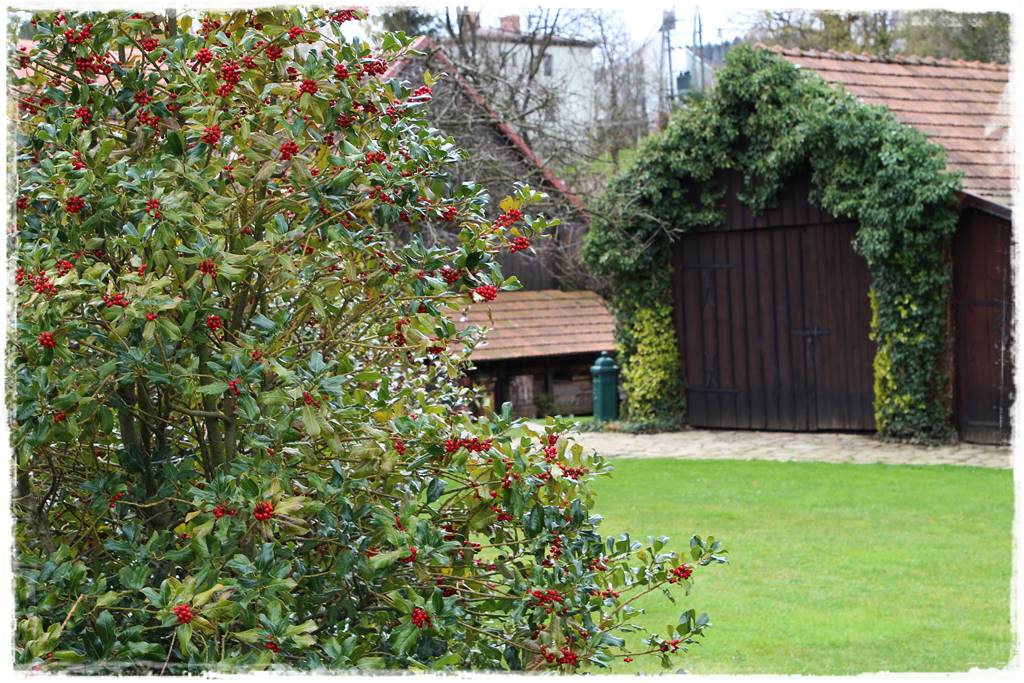 Zimozielone liście 3