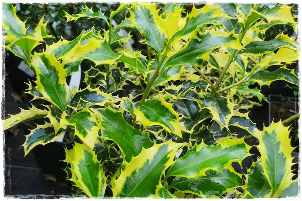 Zimozielone liście 3e