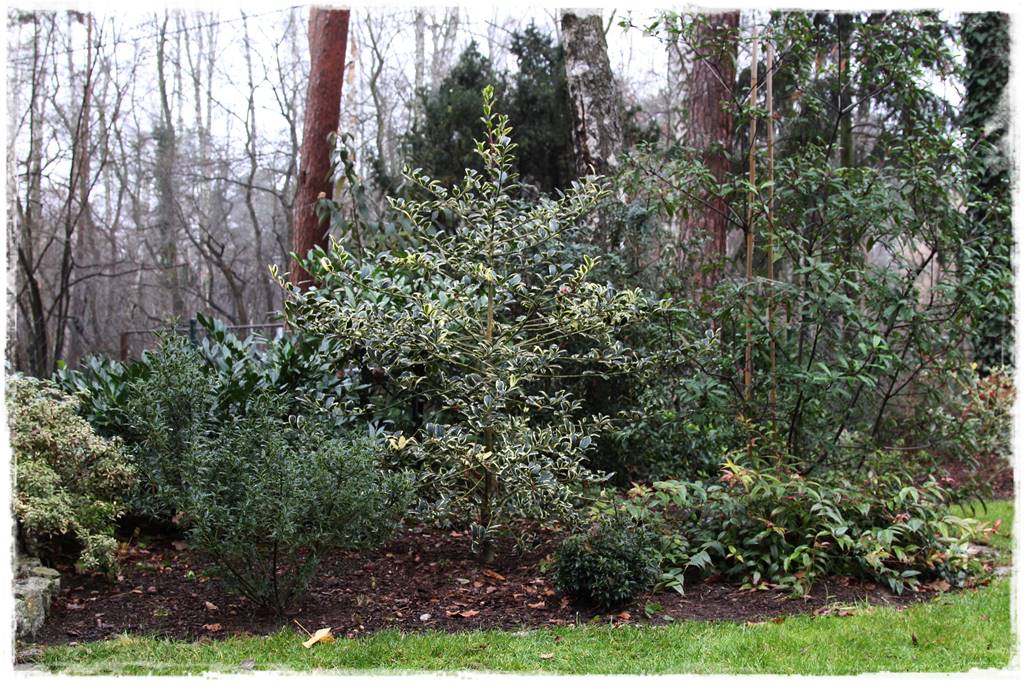 Zimozielone liście 3f