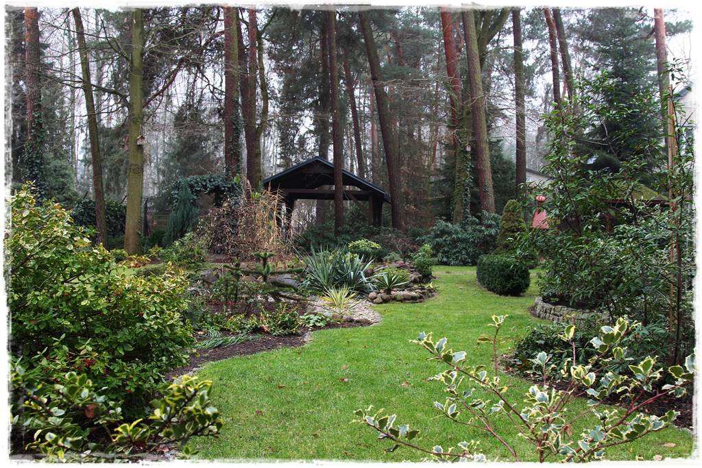 Zimozielone liście 3g