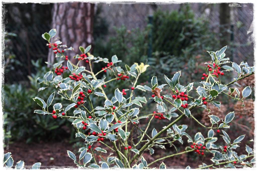 Zimozielone liście 3h