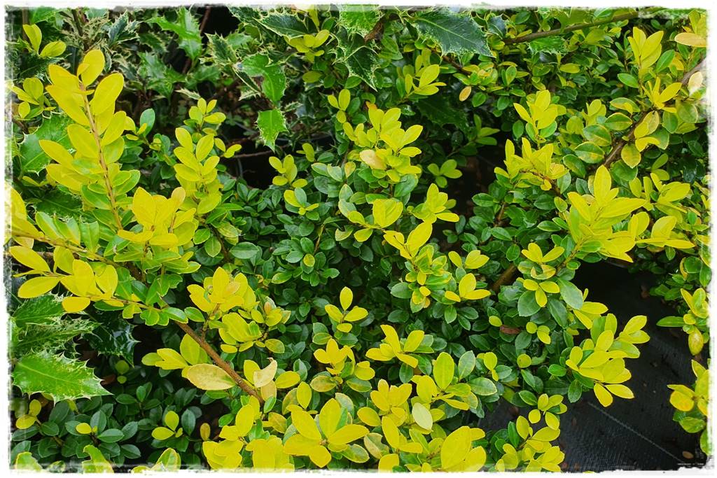 Zimozielone liście 3i