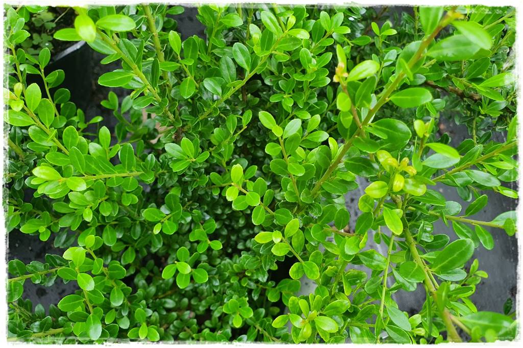 Zimozielone liście 3j