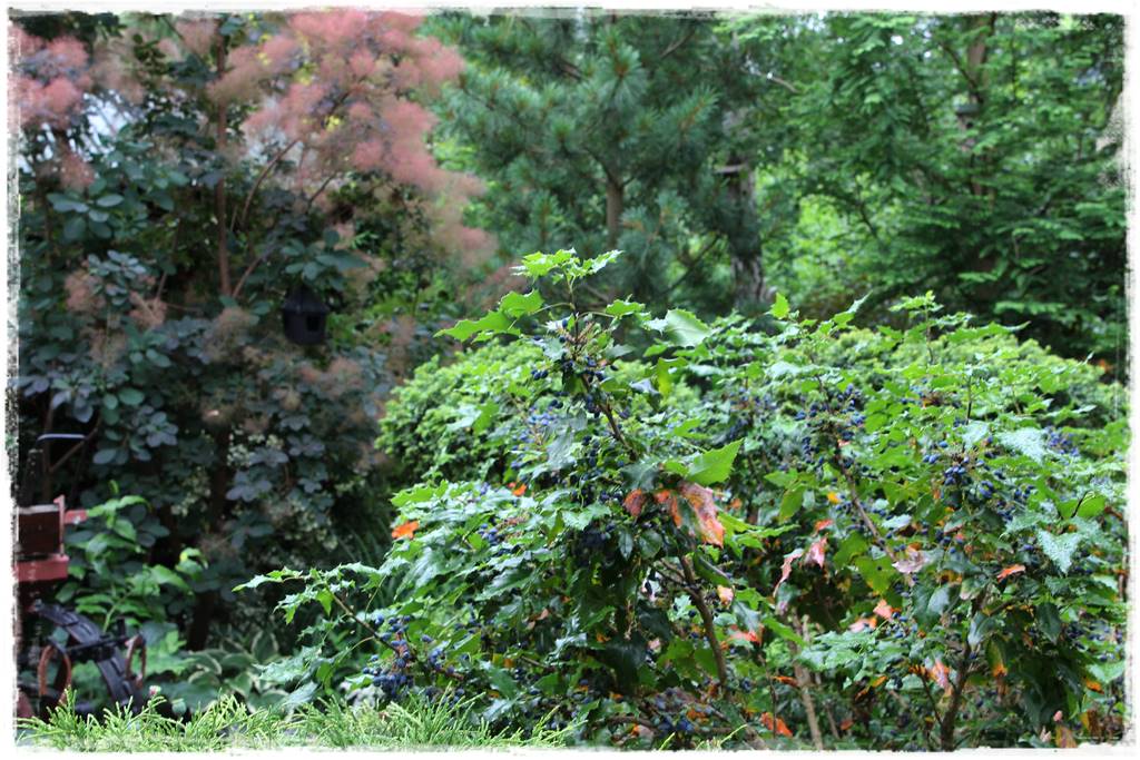 Zimozielone liście 4b