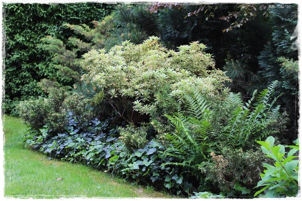 Zimozielone liście 5