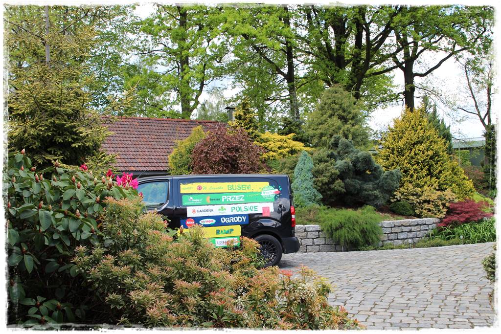 Zimozielone liście 5b