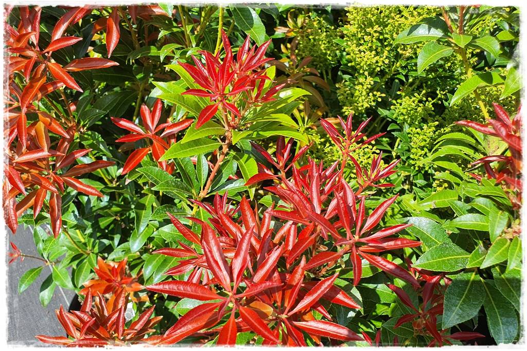 Zimozielone liście 5c