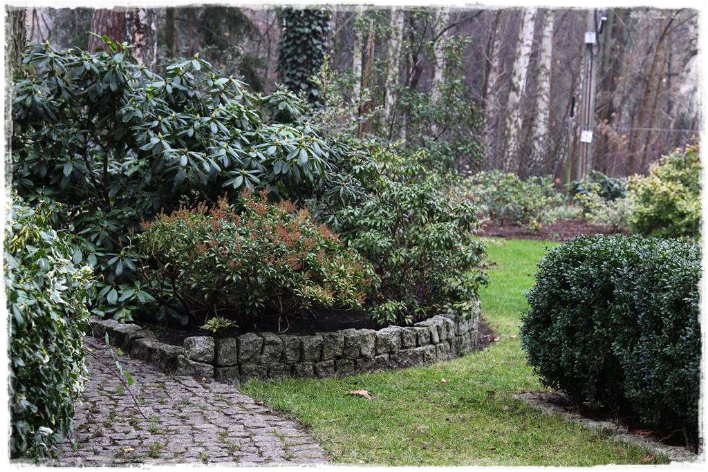 Zimozielone liście 5e