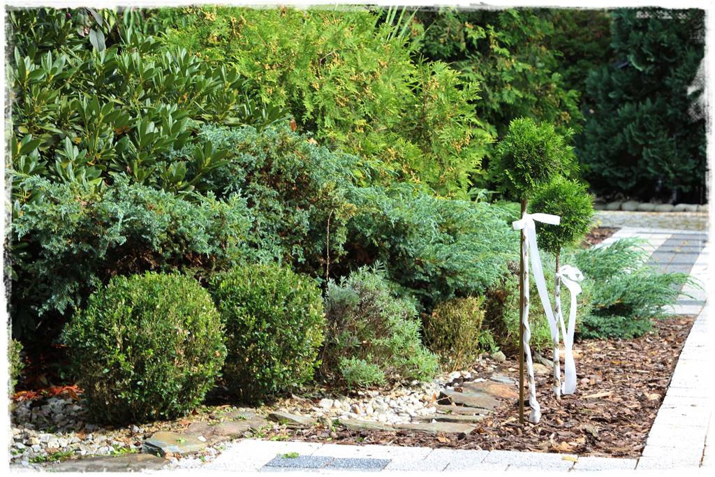 Zimozielone liście 6