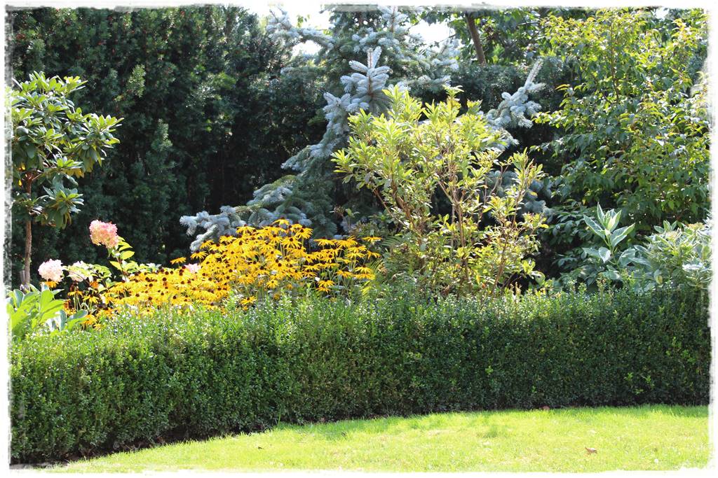 Zimozielone liście 6b