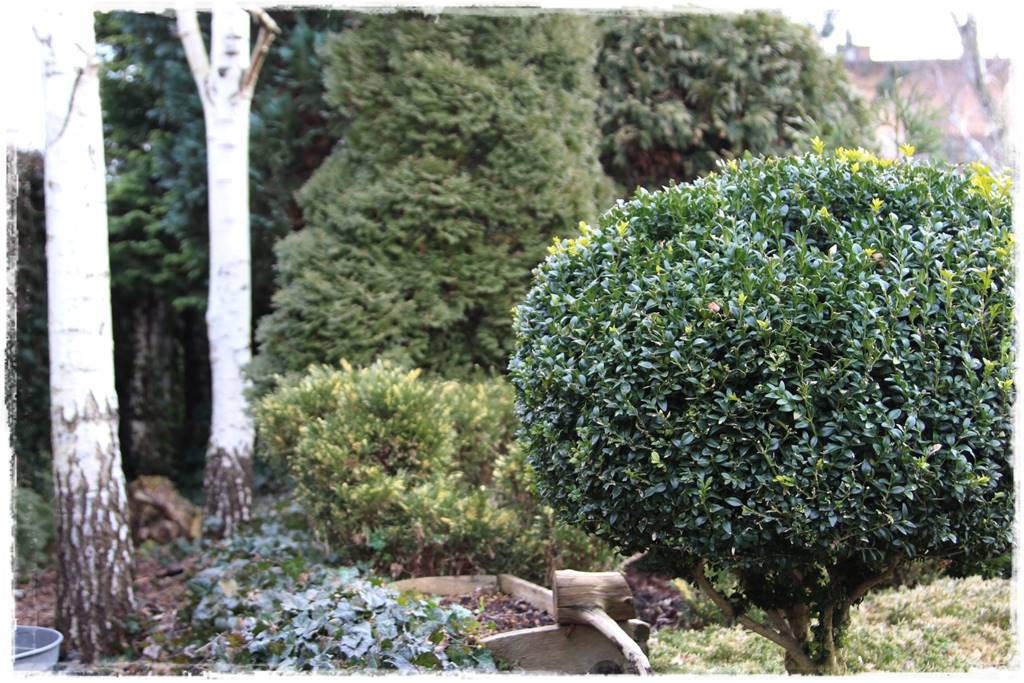 Zimozielone liście 6e