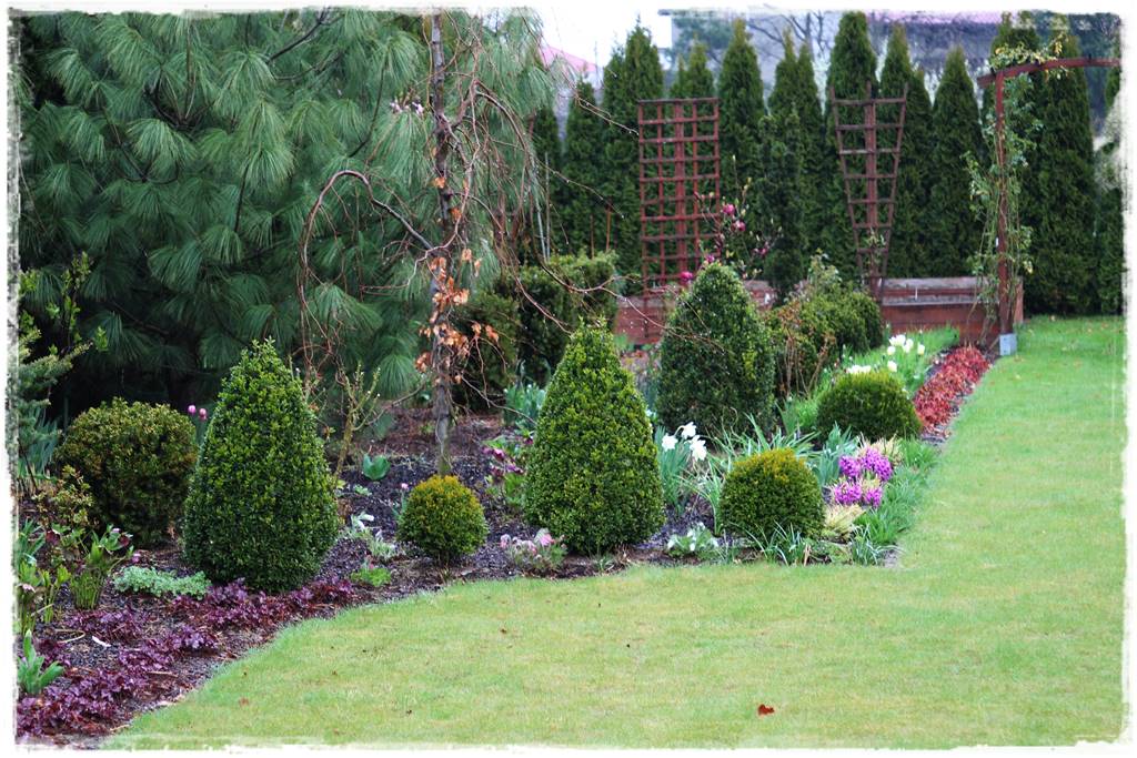 Zimozielone liście 6f