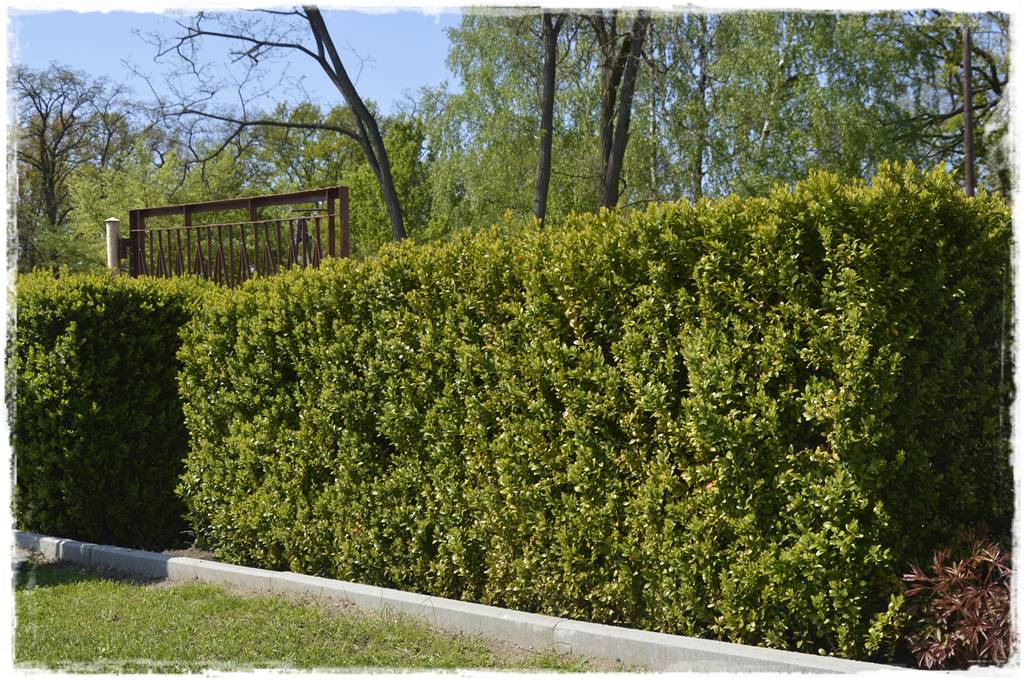 Zimozielone liście 6h