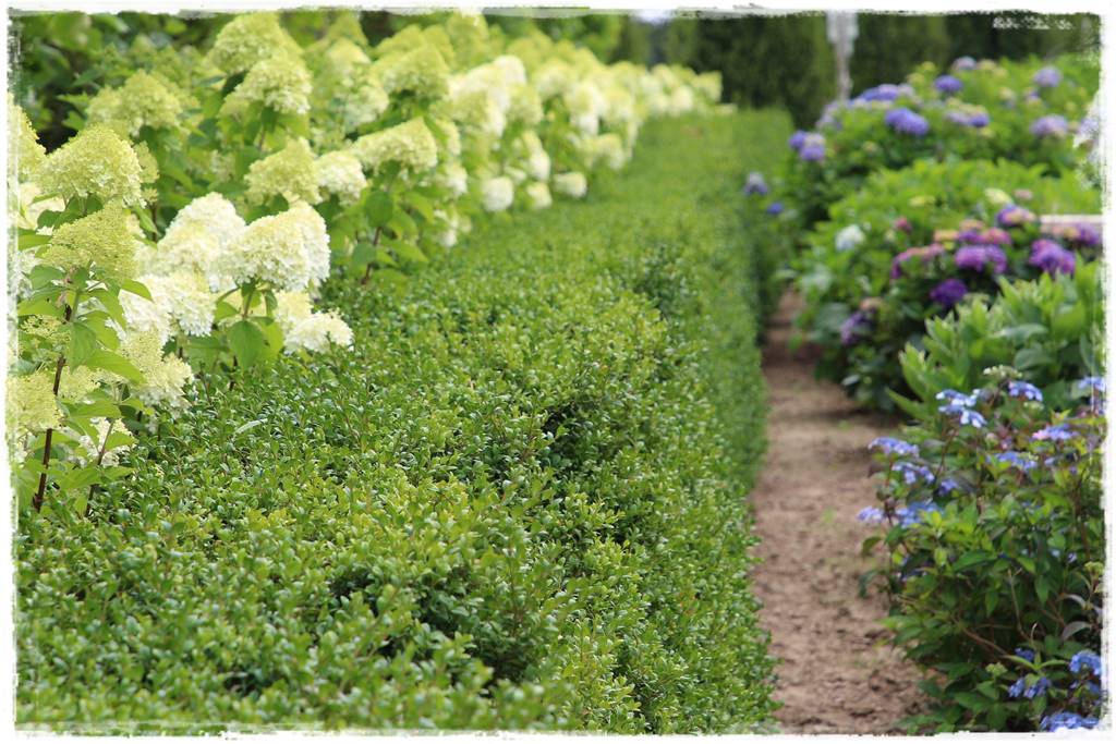 Zimozielone liście 6j