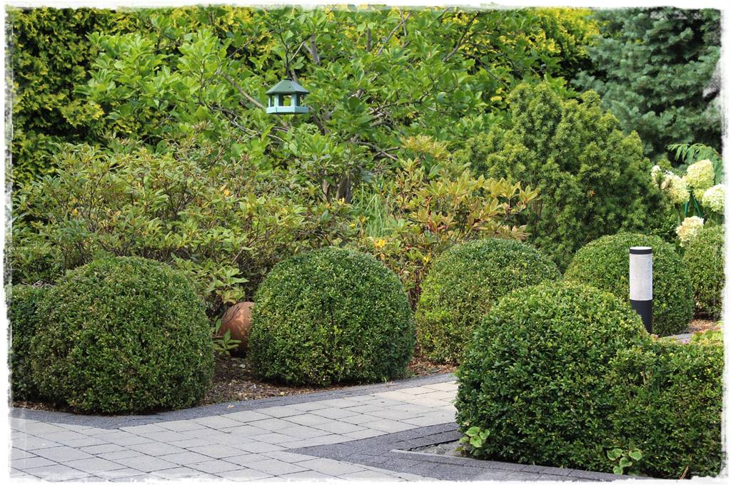 Zimozielone liście 6k