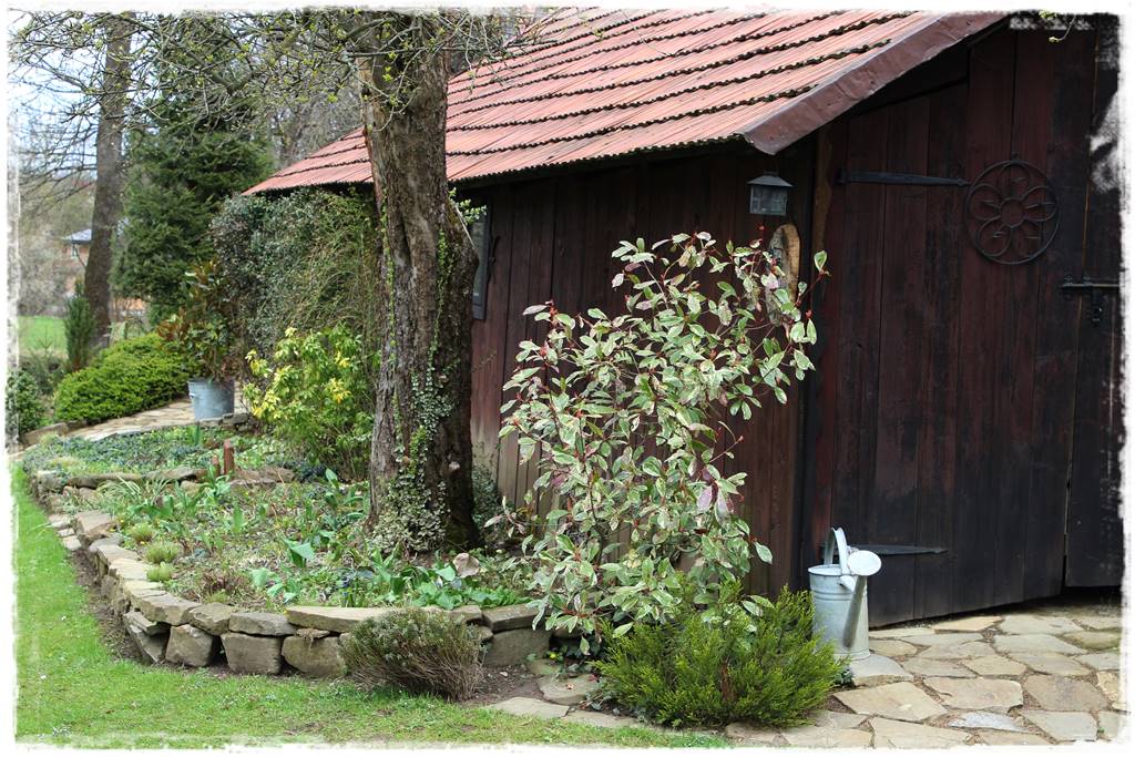 Zimozielone liście 7