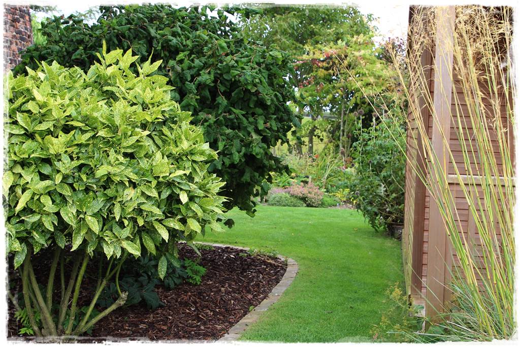 Zimozielone liście 7b