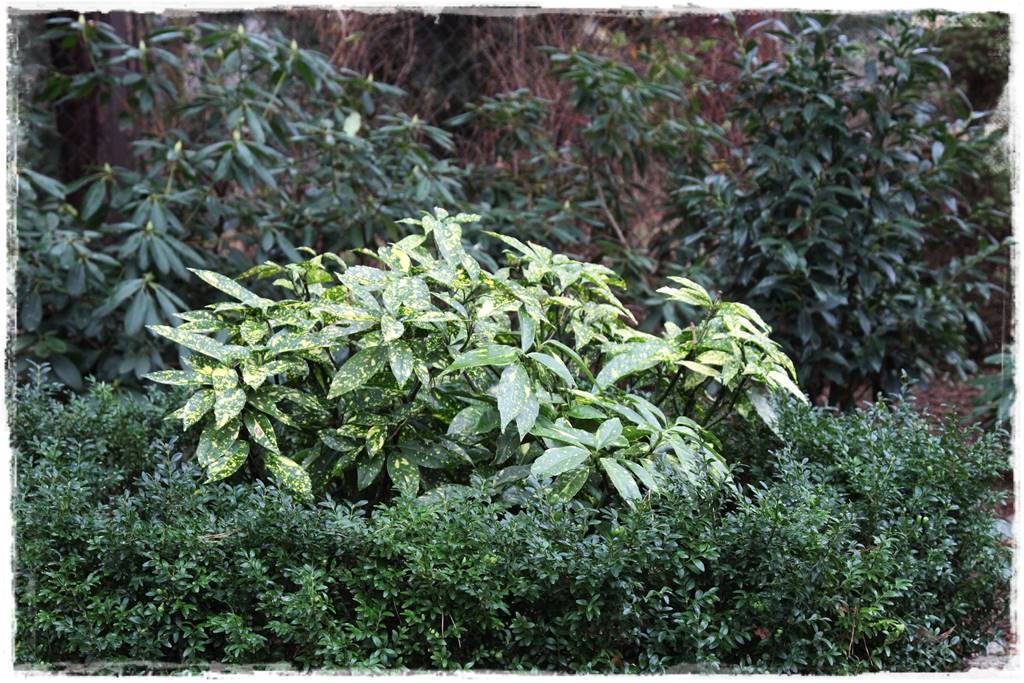 Zimozielone liście 7c