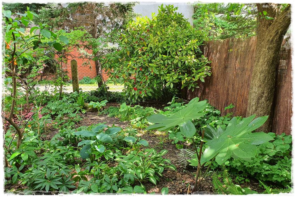 Zimozielone liście 7d