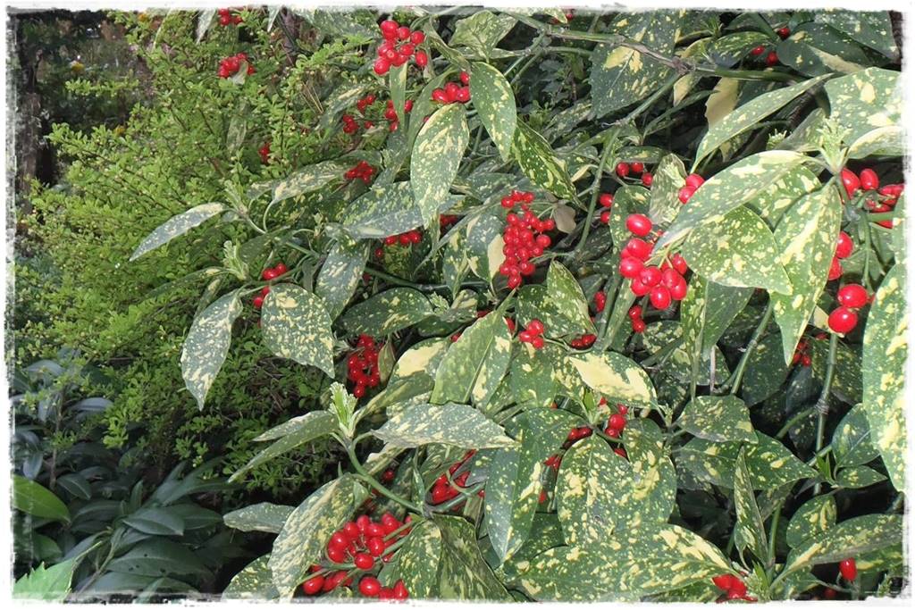 Zimozielone liście 7e