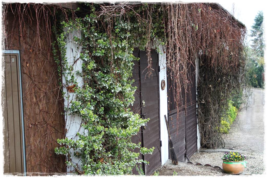 Zimozielone liście 8