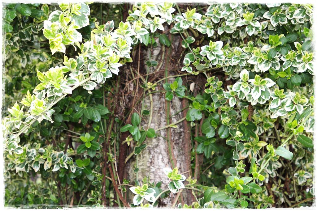 Zimozielone liście 8b