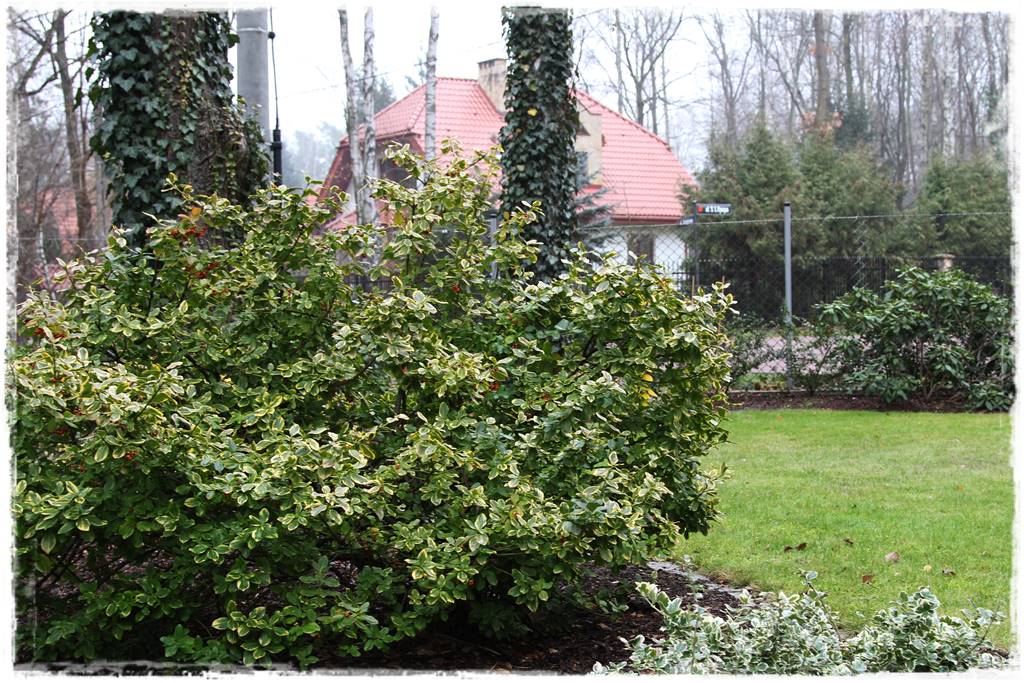 Zimozielone liście 8e