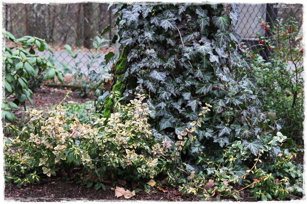 Zimozielone liście 8j