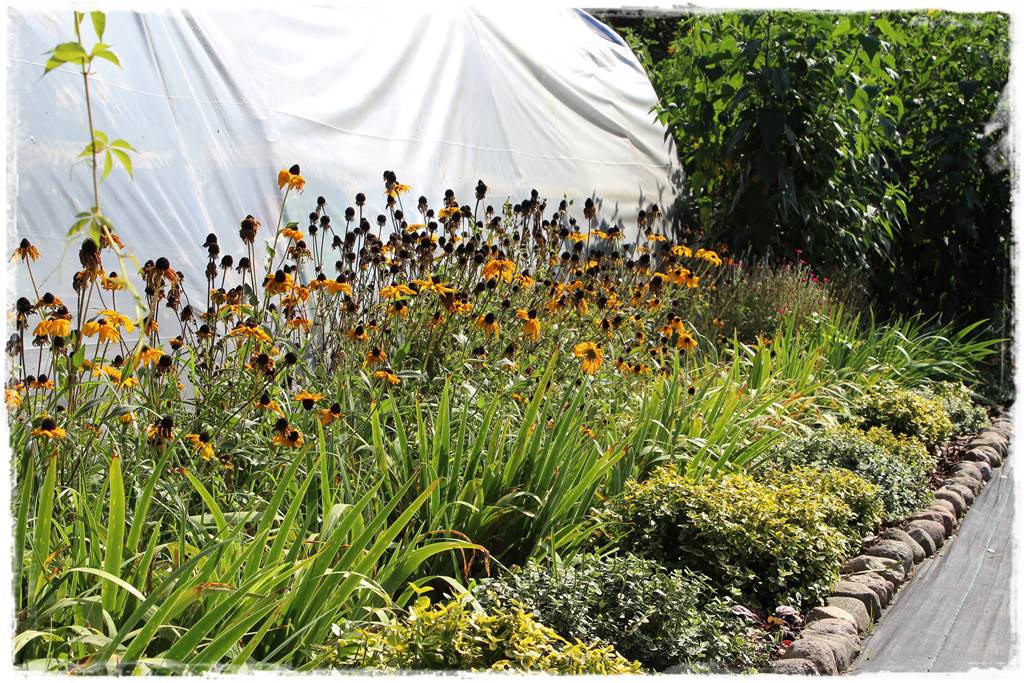 Zimozielone liście 8l