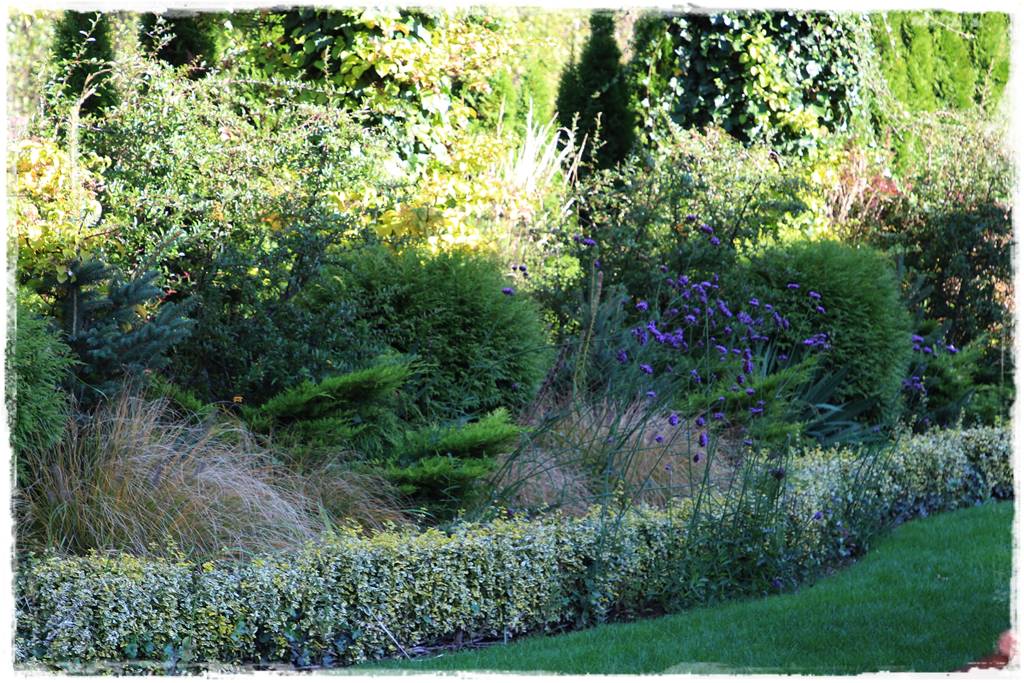 Zimozielone liście 8m