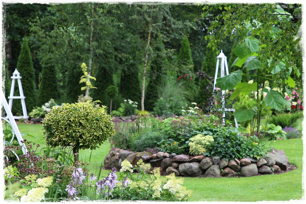 Zimozielone liście 8o