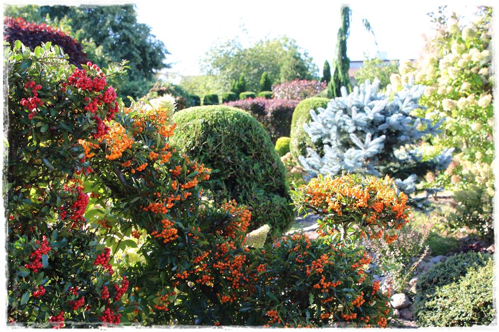 Zimozielone liście 9b