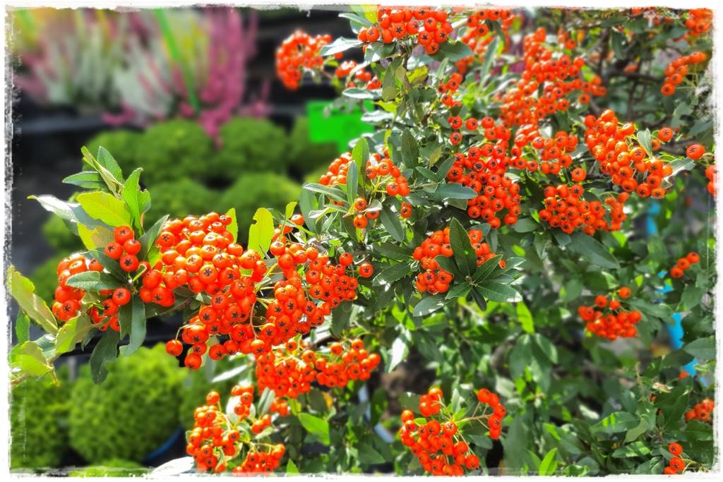 Zimozielone liście 9c