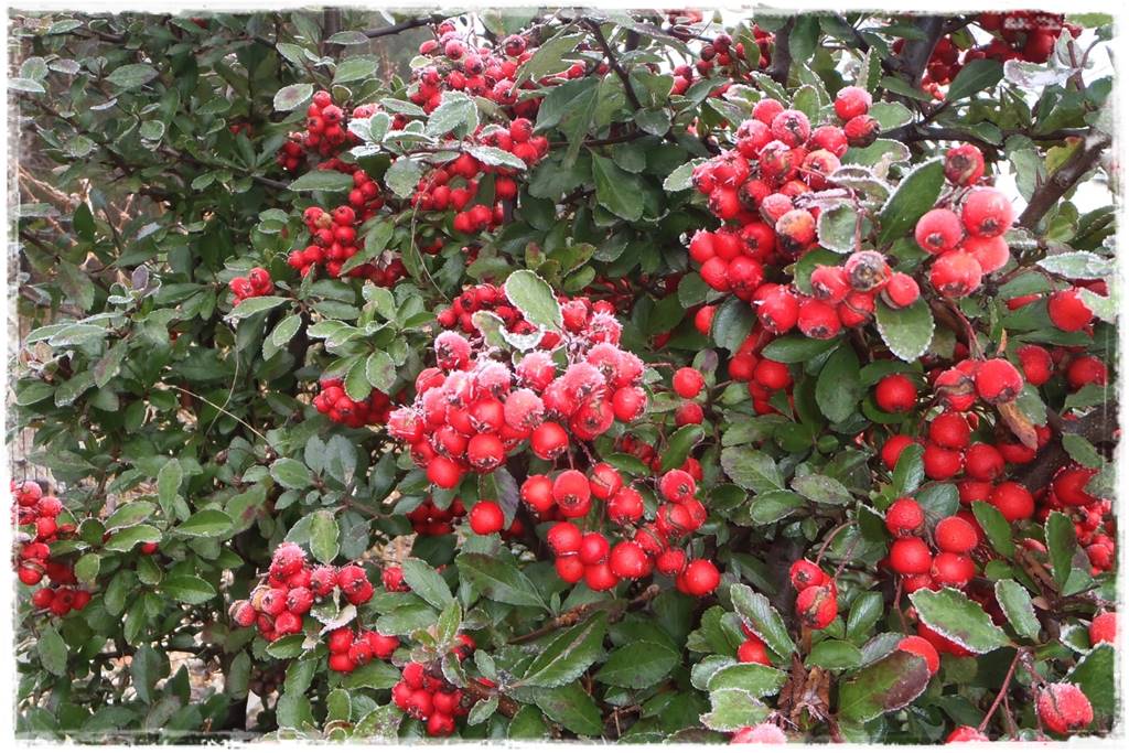 Zimozielone liście 9d