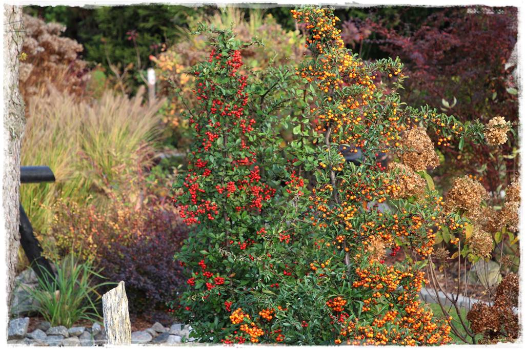 Zimozielone liście 9e