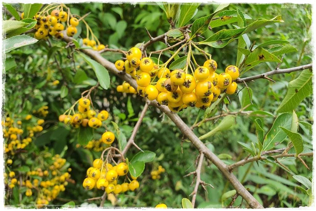 Zimozielone liście 9f