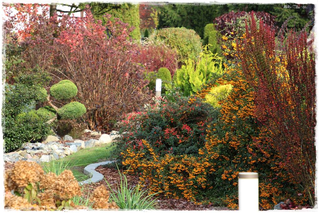 Zimozielone liście 9g