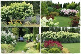 Hortensja bukietowa odmiany 1