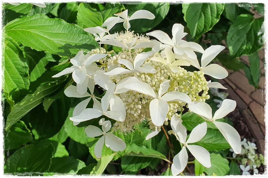 Hortensja bukietowa odmiany 13