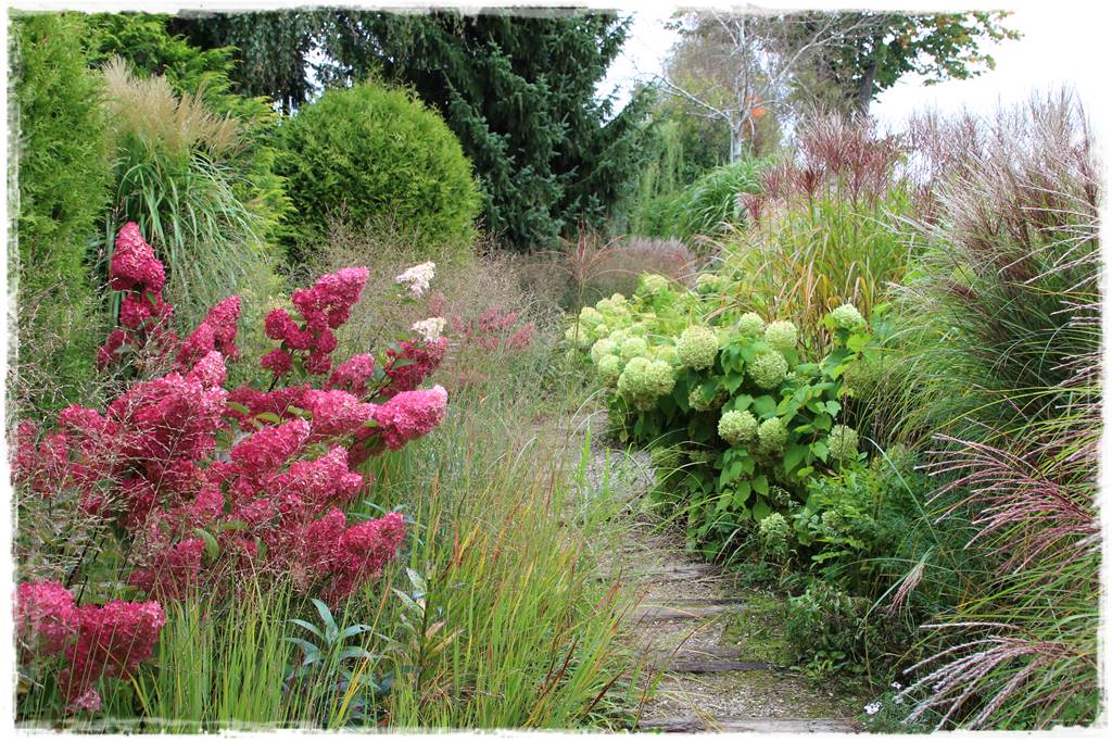Hortensja bukietowa odmiany 14