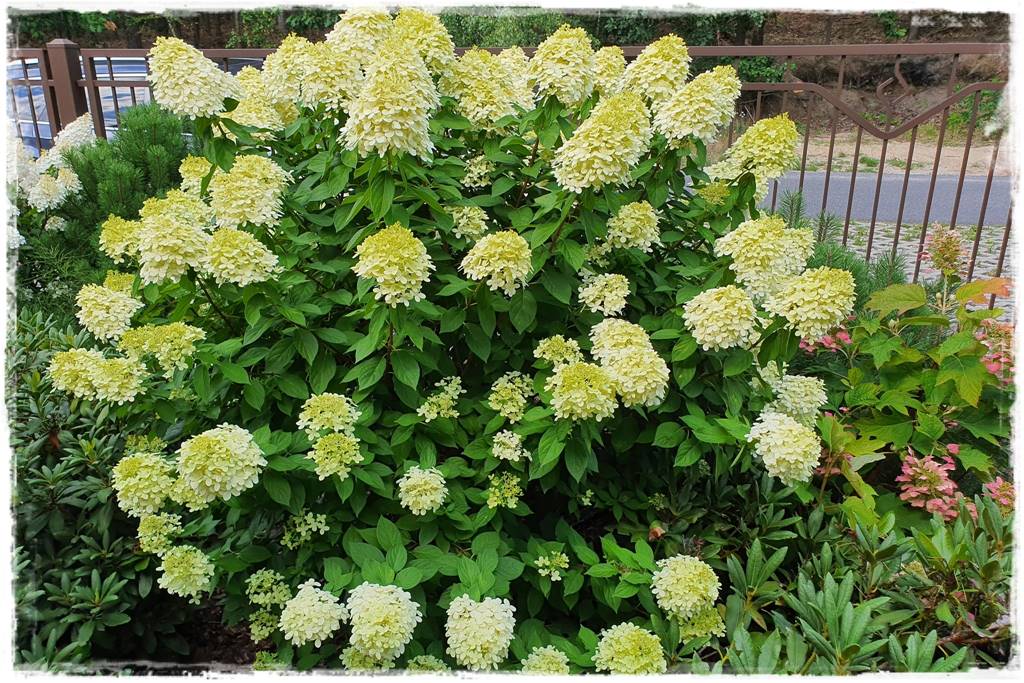 Hortensja bukietowa odmiany 17 Hortensja bukietowa odmiany 17