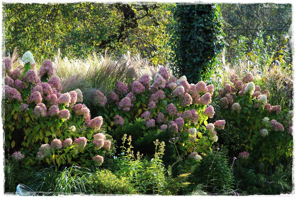 Hortensja bukietowa odmiany 17a Hortensja bukietowa odmiany 17a