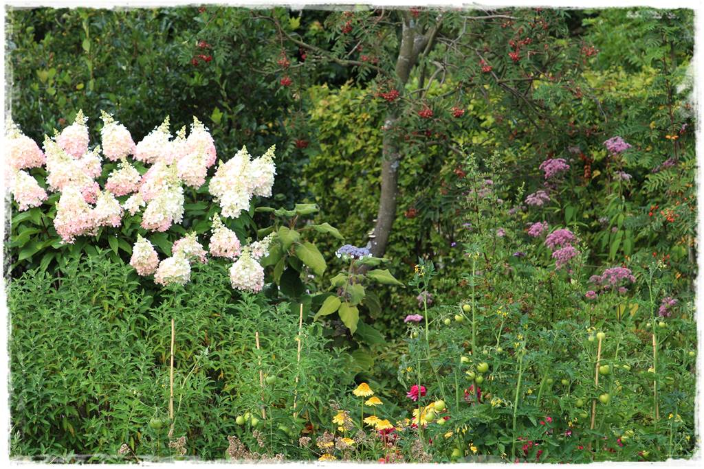 Hortensja bukietowa odmiany 18