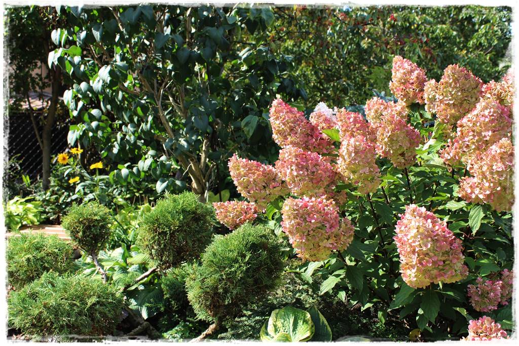 Hortensja bukietowa odmiany 19