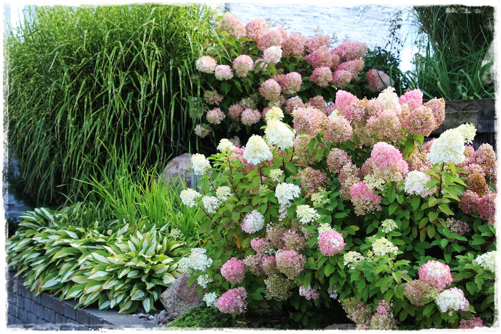 Hortensja bukietowa odmiany 20