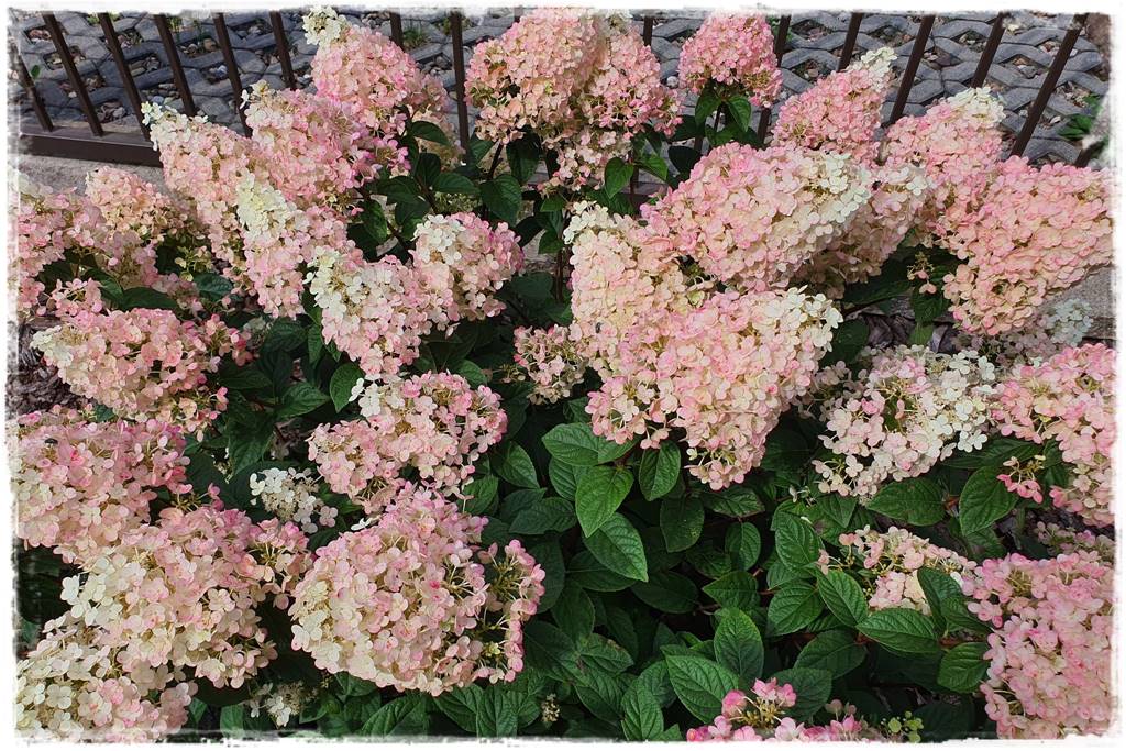 Hortensja bukietowa odmiany 21