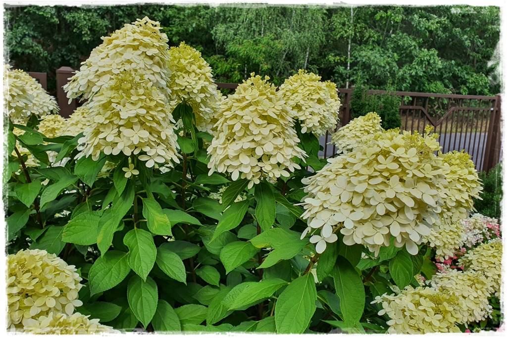 Hortensja bukietowa odmiany 3a Hortensja bukietowa odmiany 3a