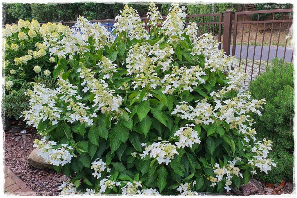 Hortensja bukietowa odmiany 6 Hortensja bukietowa odmiany 6